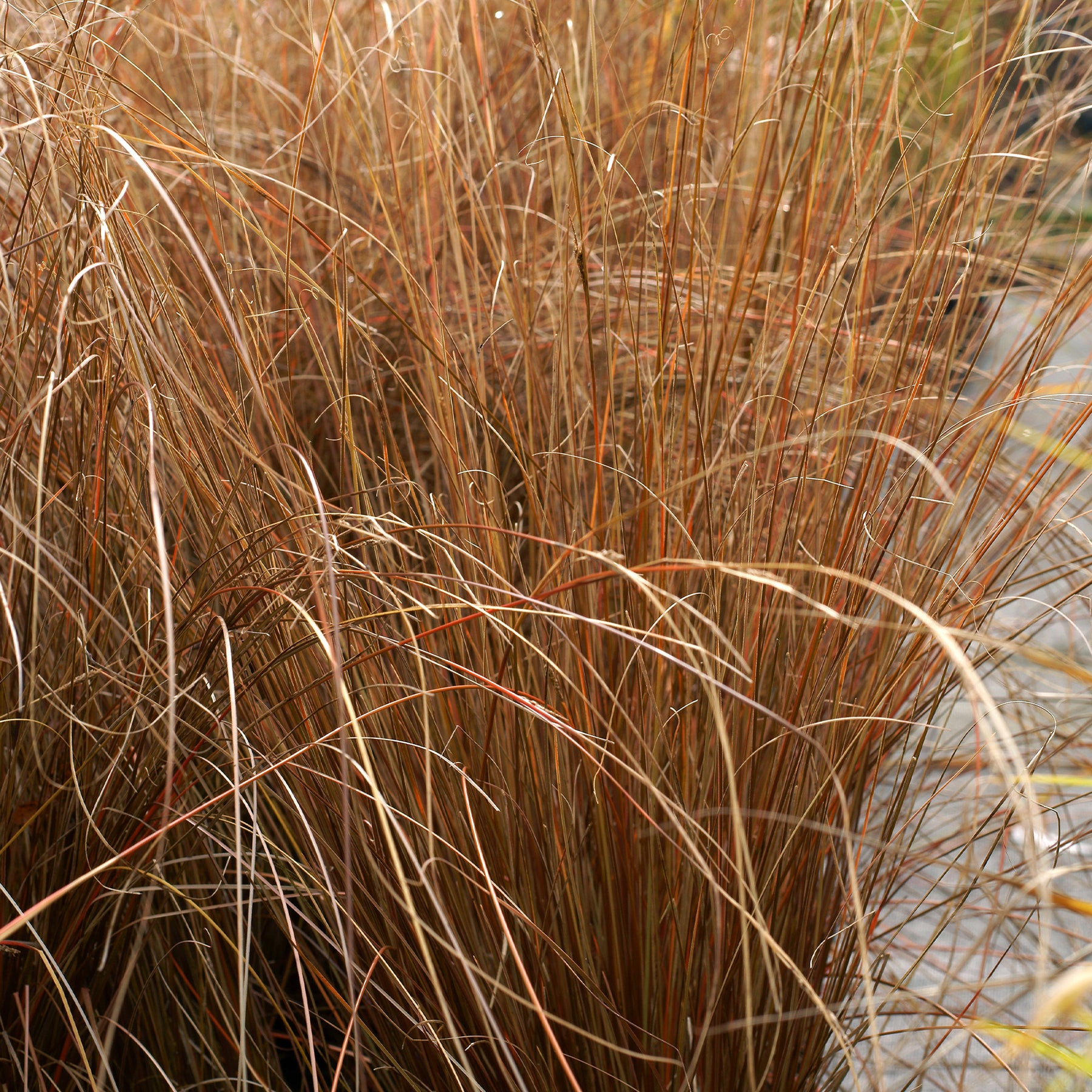 Carex buchananii - Laîche de Buchanan - Carex - Carex