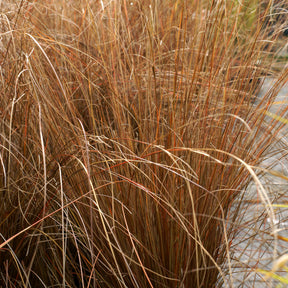 Carex buchananii - Laîche de Buchanan - Carex - Carex