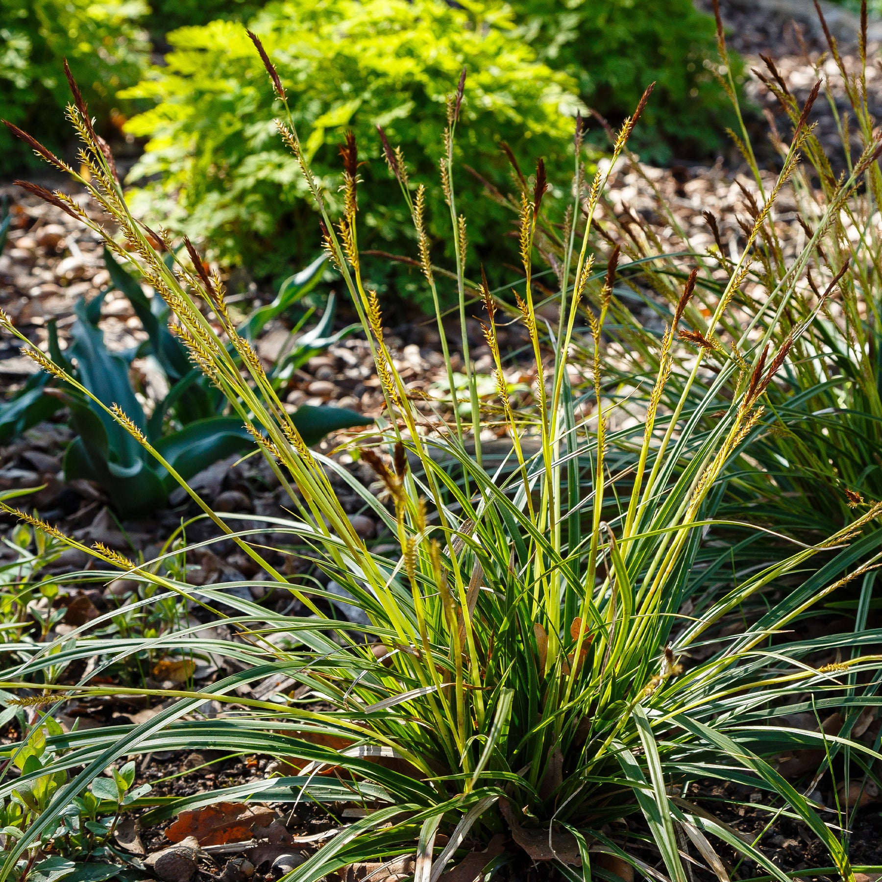 Laîche japonaise - Carex morrowii - Willemse