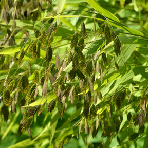 Vente Chasmanthe à feuilles larges