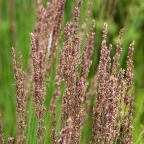 Molinie bleue Moorhexe - Molinia caerulea Moorhexe - Willemse