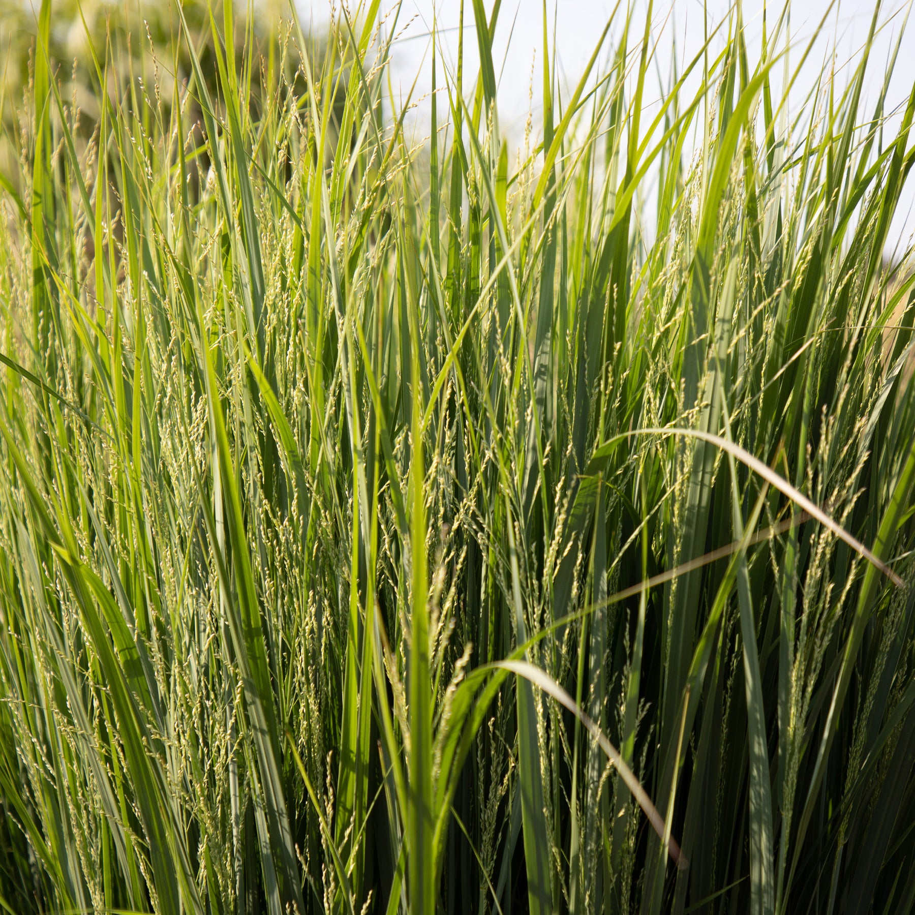 Panic érigé Northwind - Panicum virgatum northwind - Willemse
