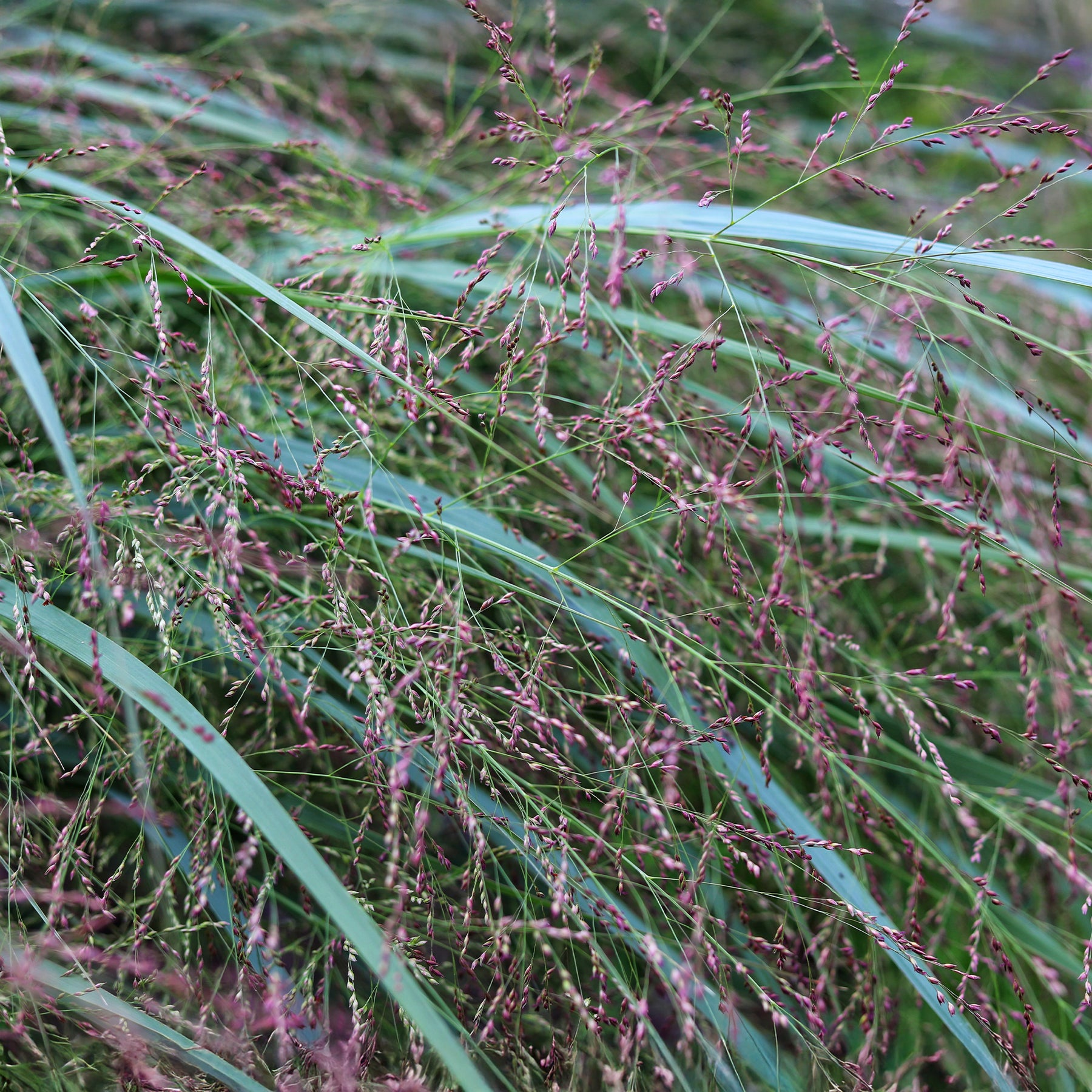 Panic érigé Squaw - Panicum virgatum Squaw - Willemse