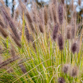 Pennisetum - Herbe aux écouvillons Black Beauty - Pennisetum - Pennisetum alopecuroides Black Beauty