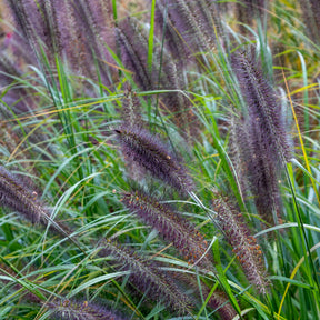 Herbe aux écouvillons Black Beauty - Pennisetum - Pennisetum alopecuroides Black Beauty - Willemse