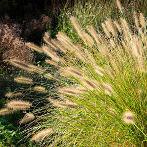 Herbe aux écouvillons - Pennisetum - Pennisetum alopecuroides (compressum) - Willemse