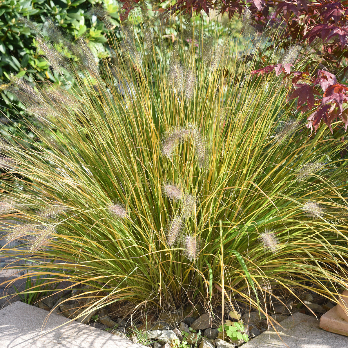 Herbe aux écouvillons - Pennisetum - Willemse