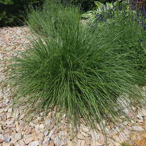 Pennisetum alopecuroides (compressum) - Herbe aux écouvillons - Pennisetum - Pennisetum
