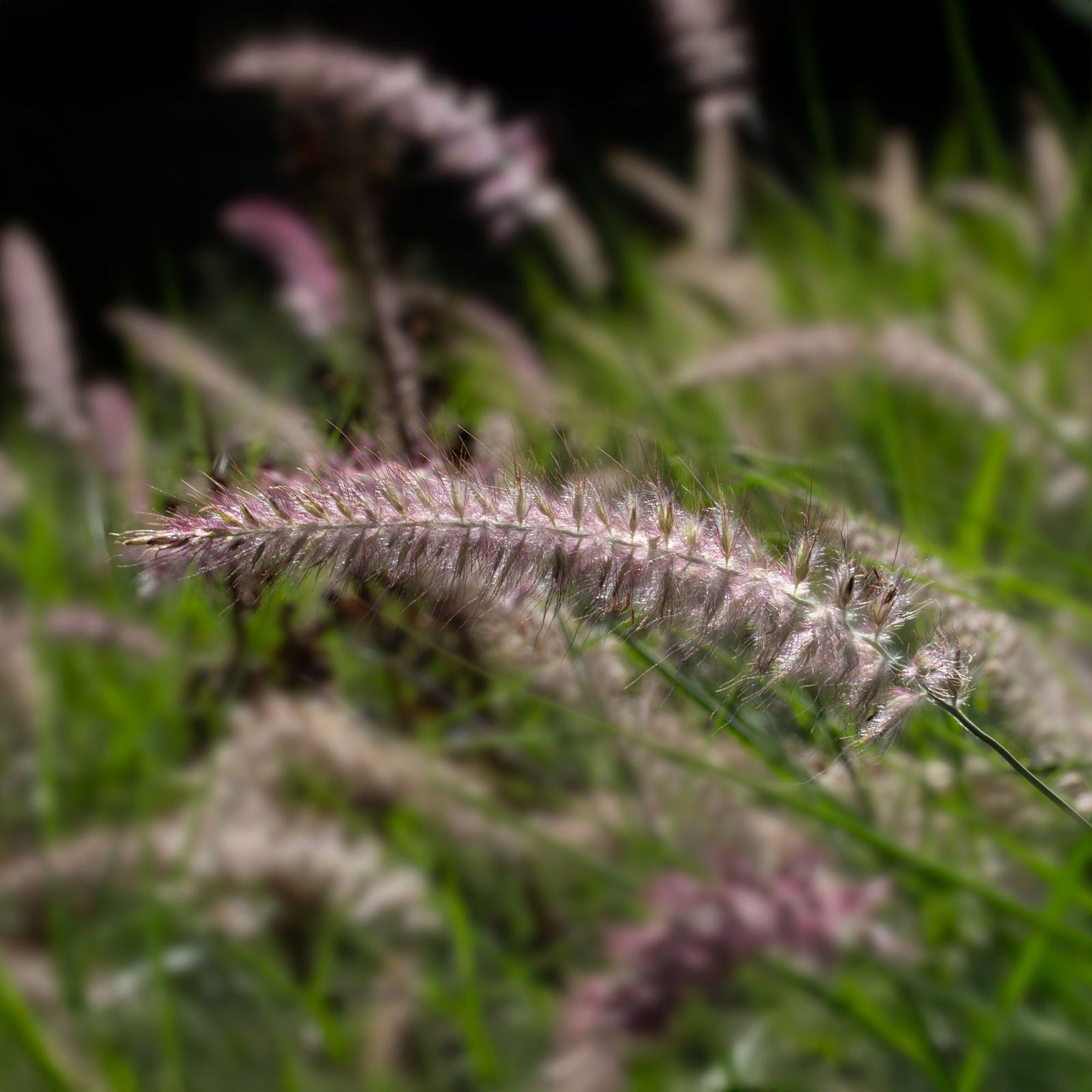 Pennisetum orientale Karley Rose ® - Herbe aux écouvillons Karley Rose ® - Pennisetum - Pennisetum