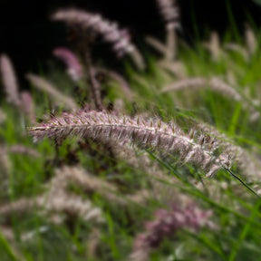 Pennisetum orientale Karley Rose ® - Herbe aux écouvillons Karley Rose ® - Pennisetum - Pennisetum
