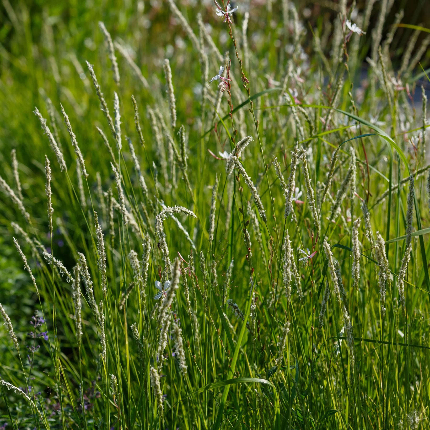 Collections de vivaces - 5 Vivaces pour prairie fleurie - 