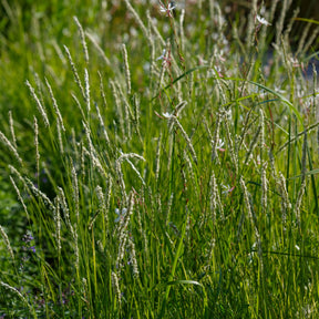 Collections de vivaces - 5 Vivaces pour prairie fleurie - 