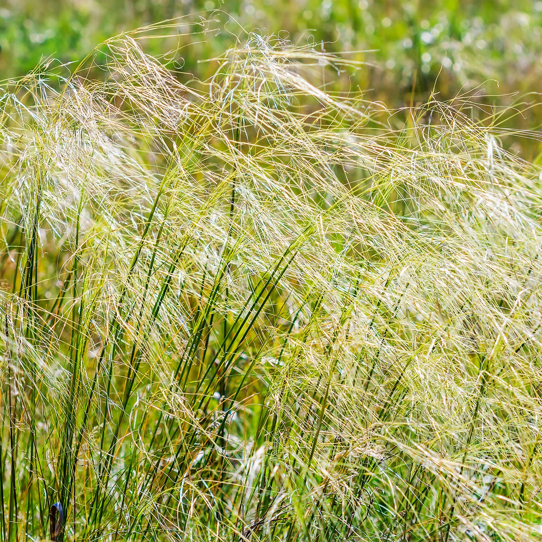Stipe - Stipa - Stipe chevelu - Stipa capillata