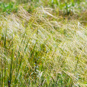 Stipe - Stipa - Stipe chevelu - Stipa capillata