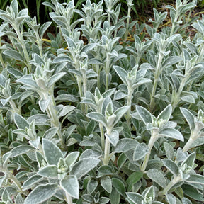 Oreille de Lapin Silver Carpet - Epiaire de byzance - Stachys byzantina silver carpet - Willemse
