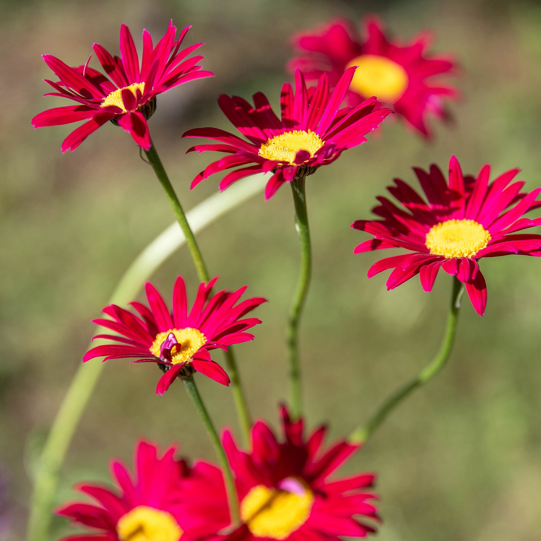 Pyrèthre Robinsons Red - Willemse