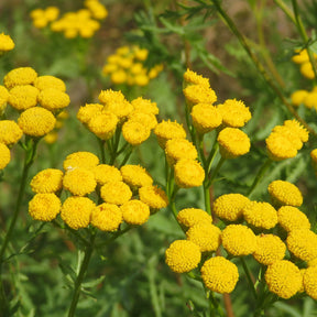 Tanaisie - Tanaisie commune - Tanacetum vulgare