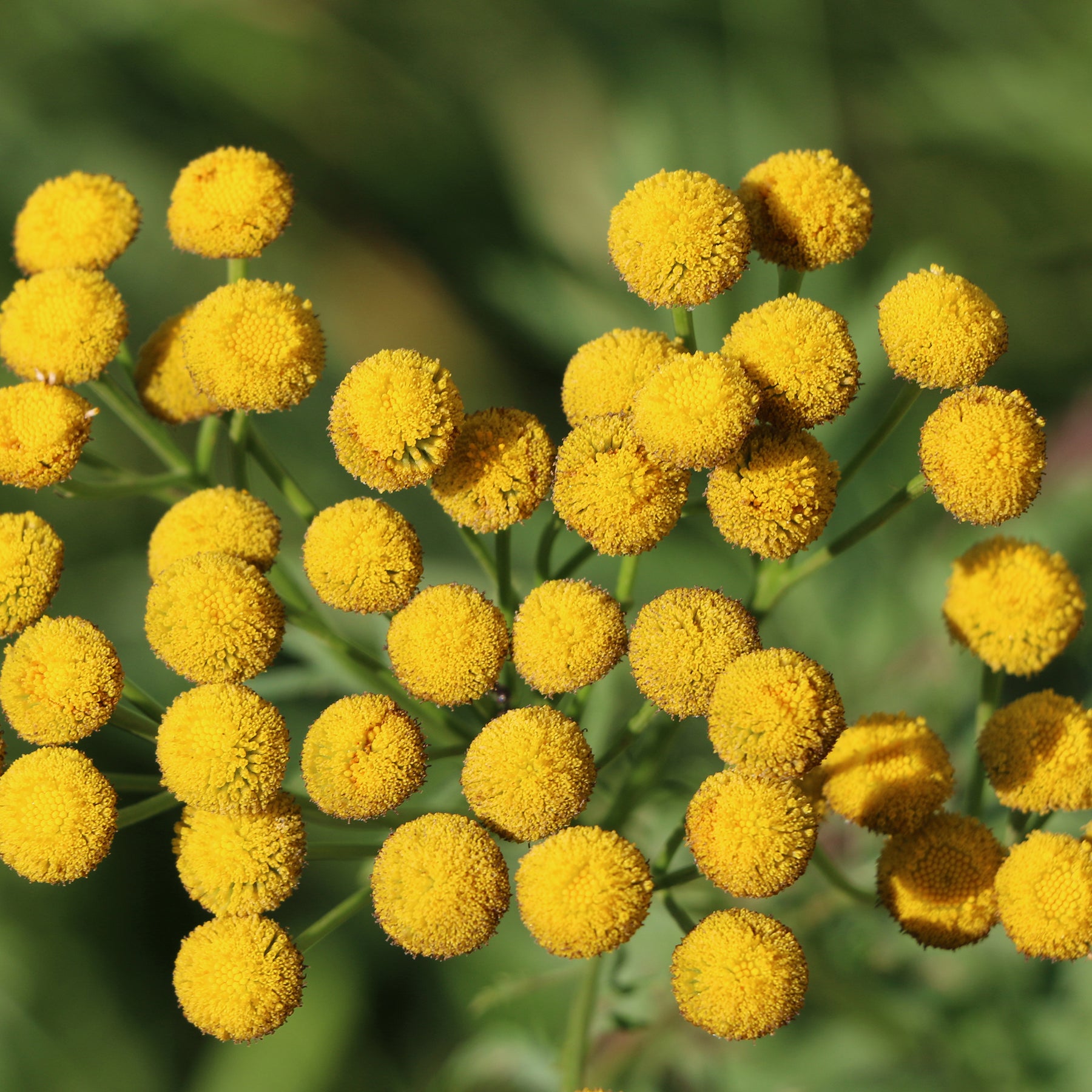 Tanacetum vulgare - Tanaisie commune - Tanaisie
