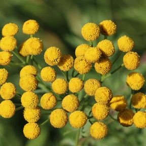 Tanacetum vulgare - Tanaisie commune - Tanaisie