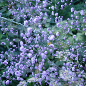Pigamon Delavayi Hewitts Double - Thalictrum delavayi Hewitts Double - Willemse