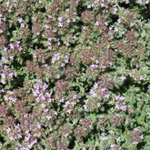 Thym précoce laineux - Willemse