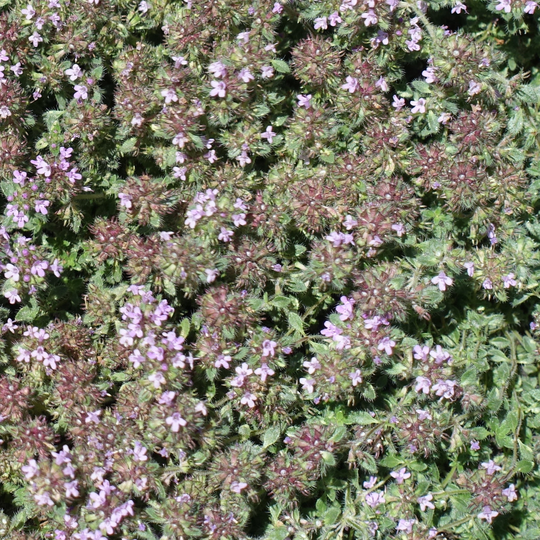 Thym précoce laineux - Willemse