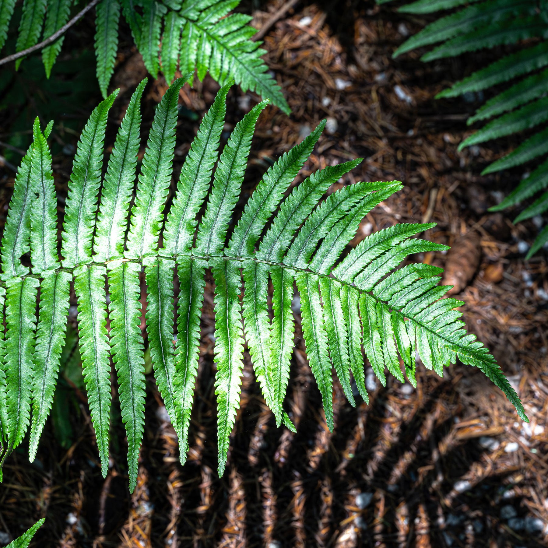 Fougère trompe-d'éléphant - Dryopteris cycadina (atrata) - Willemse