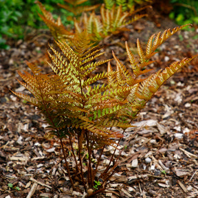 Fougère rose cuivré - Dryopteris erythrosora - Willemse