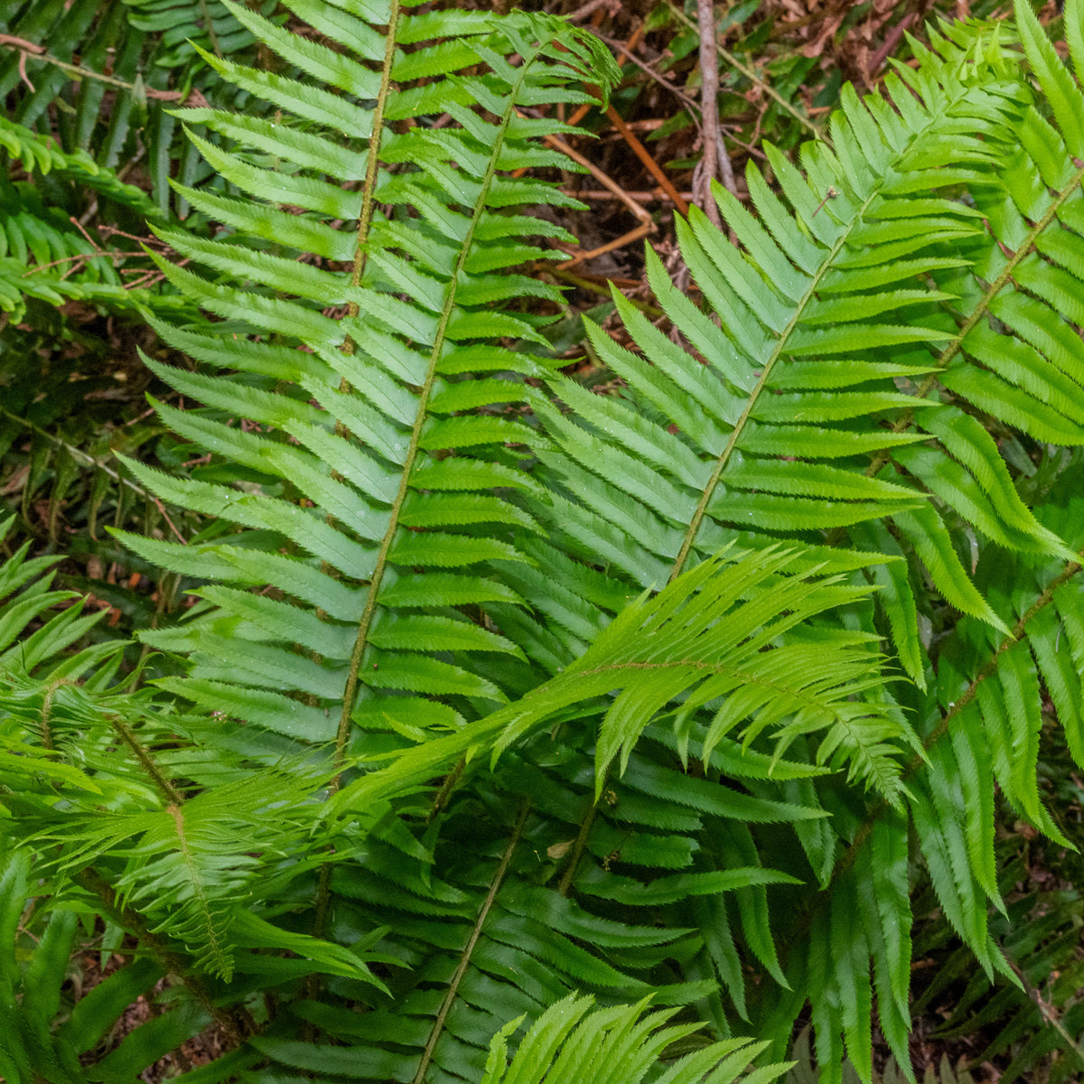 Polystic - Fougère - Willemse