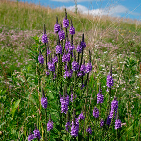 Verveine hastée