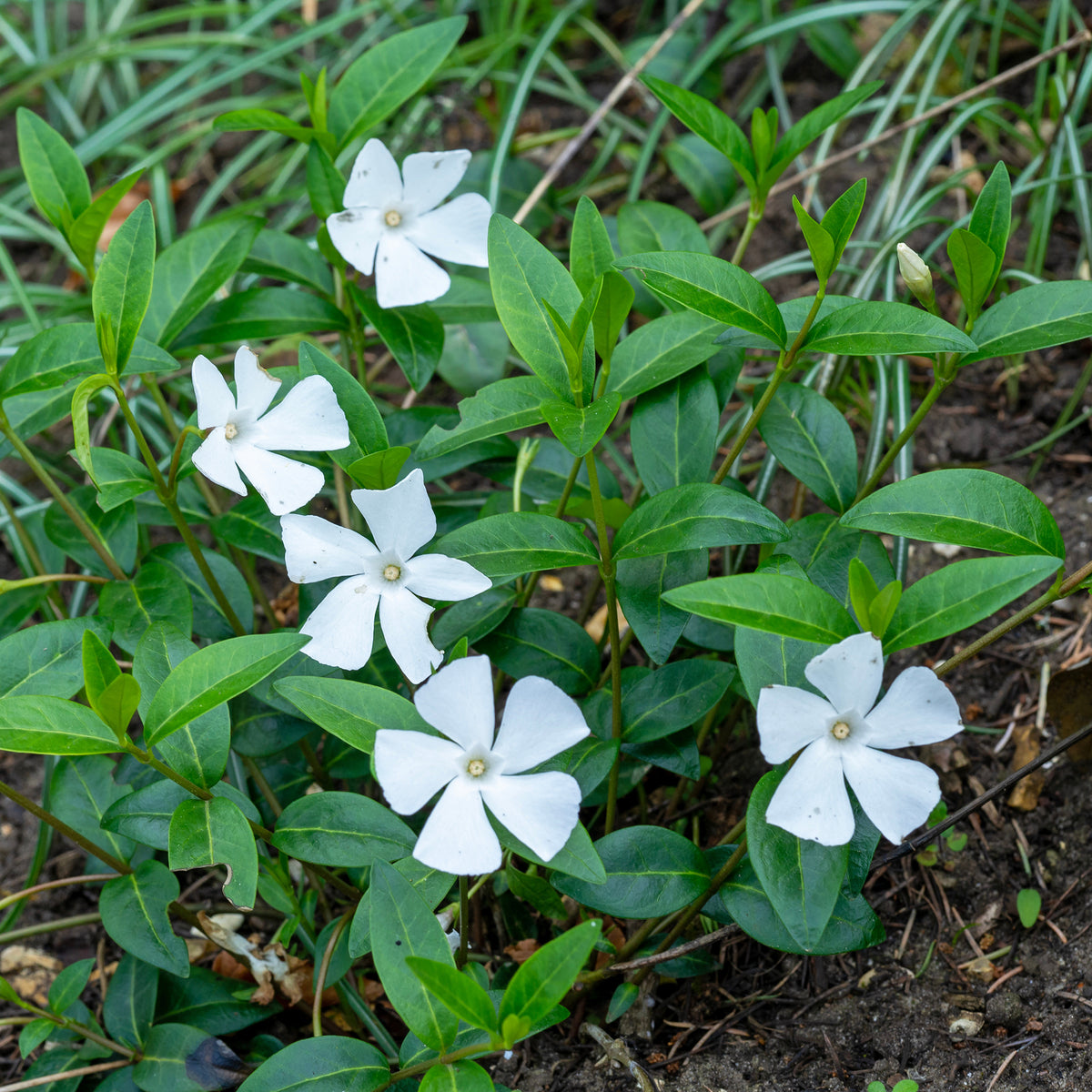 Petite pervenche blanche - Willemse