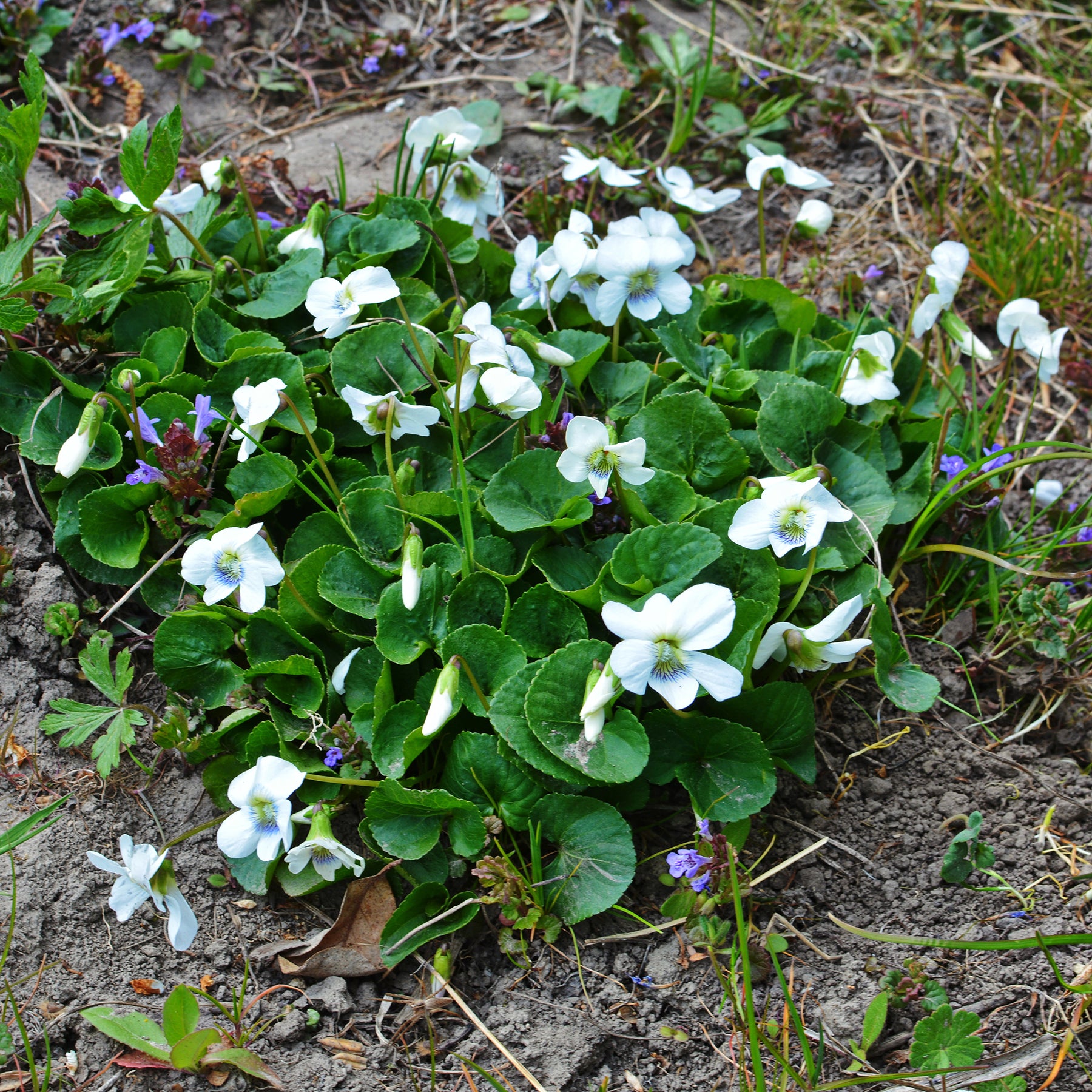 Violette odorante blanche - Willemse