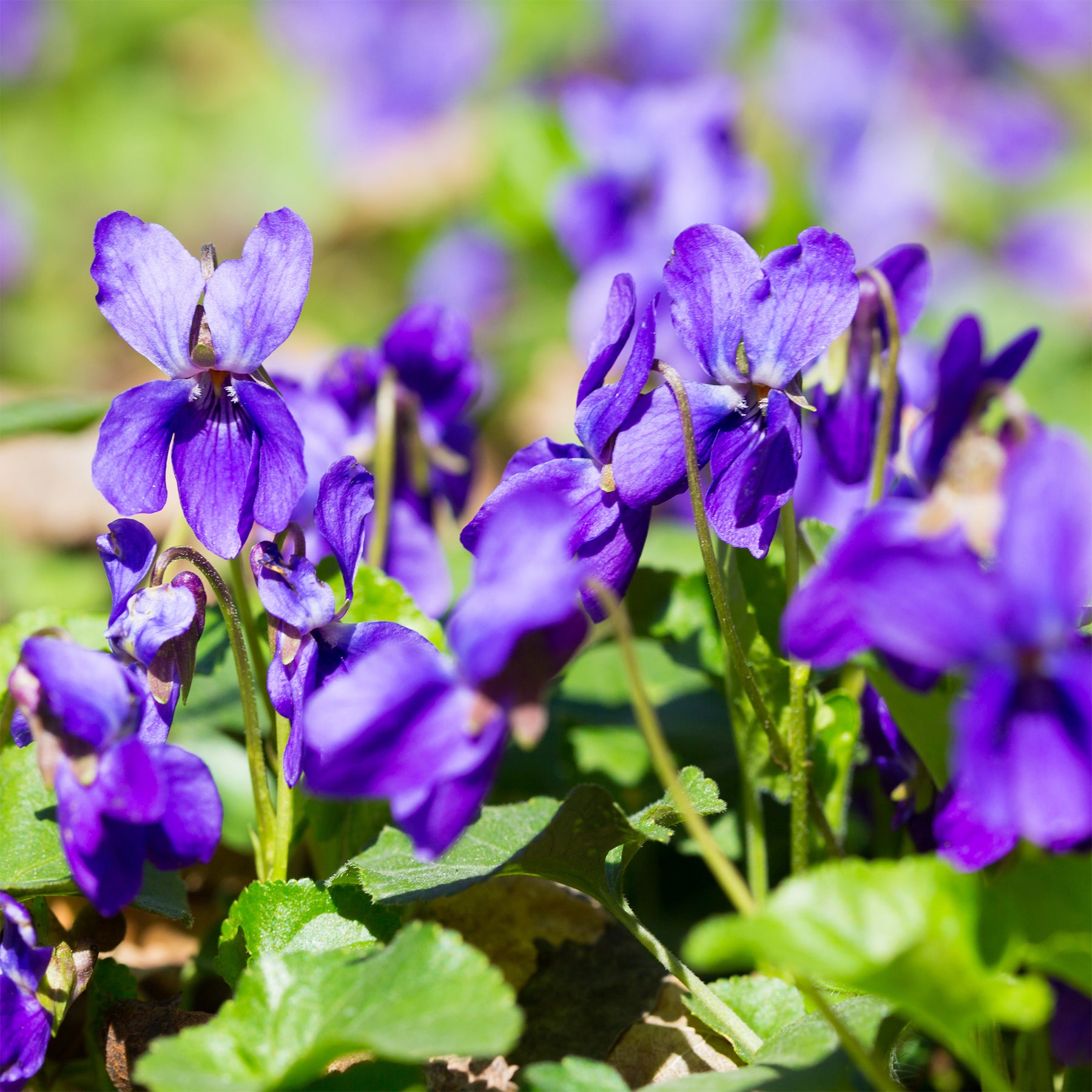 Violette odorante Königin Charlotte - Willemse
