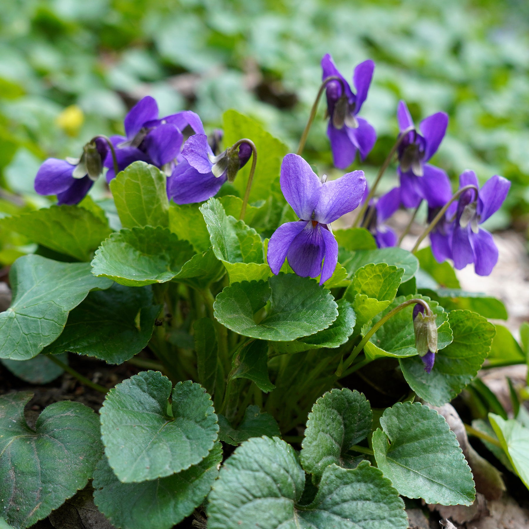 Violette odorante Königin Charlotte - Viola odorata königin charlotte - Willemse