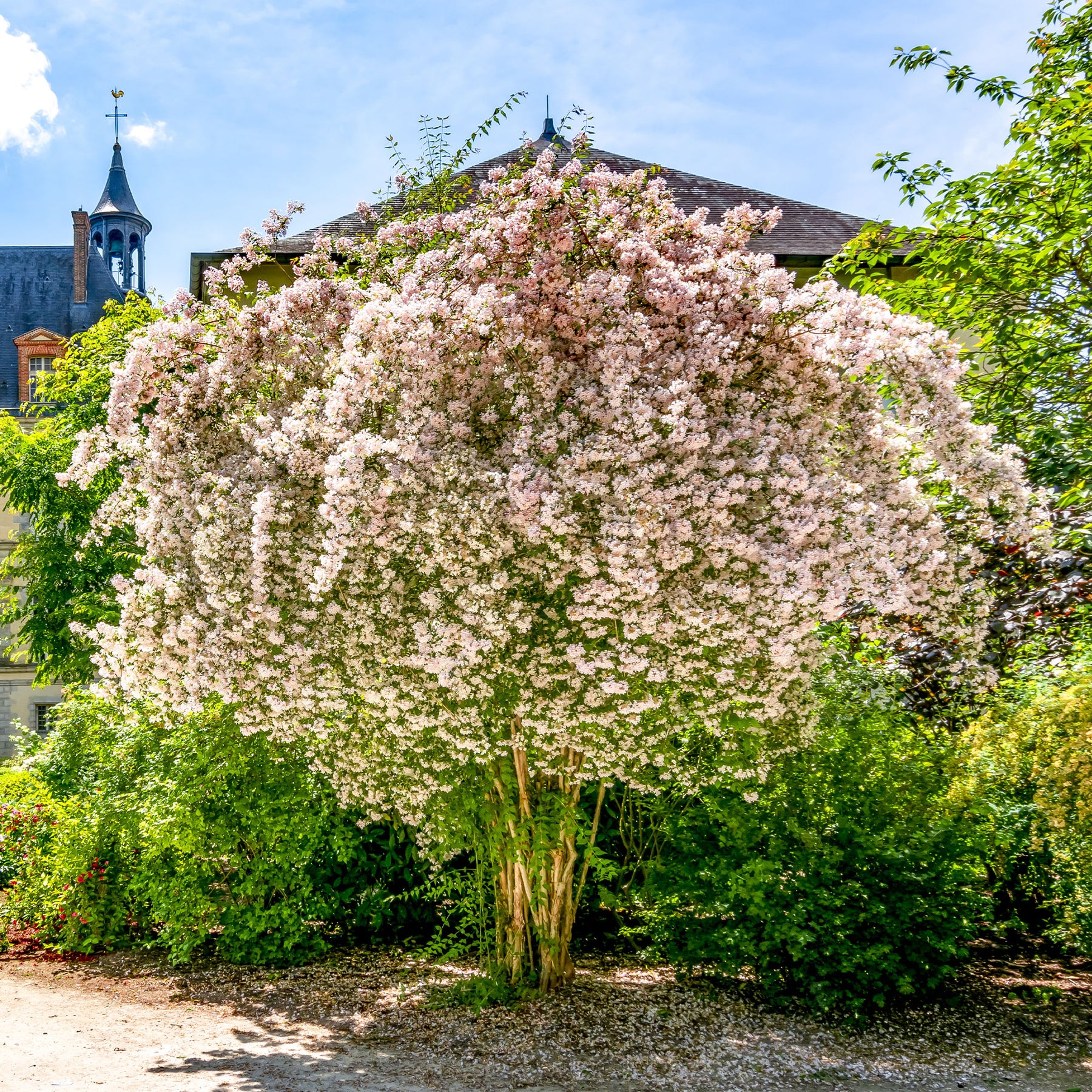 Buisson de beauté Pink Cloud - Kolkwitzia amabilis Pink Cloud - Willemse