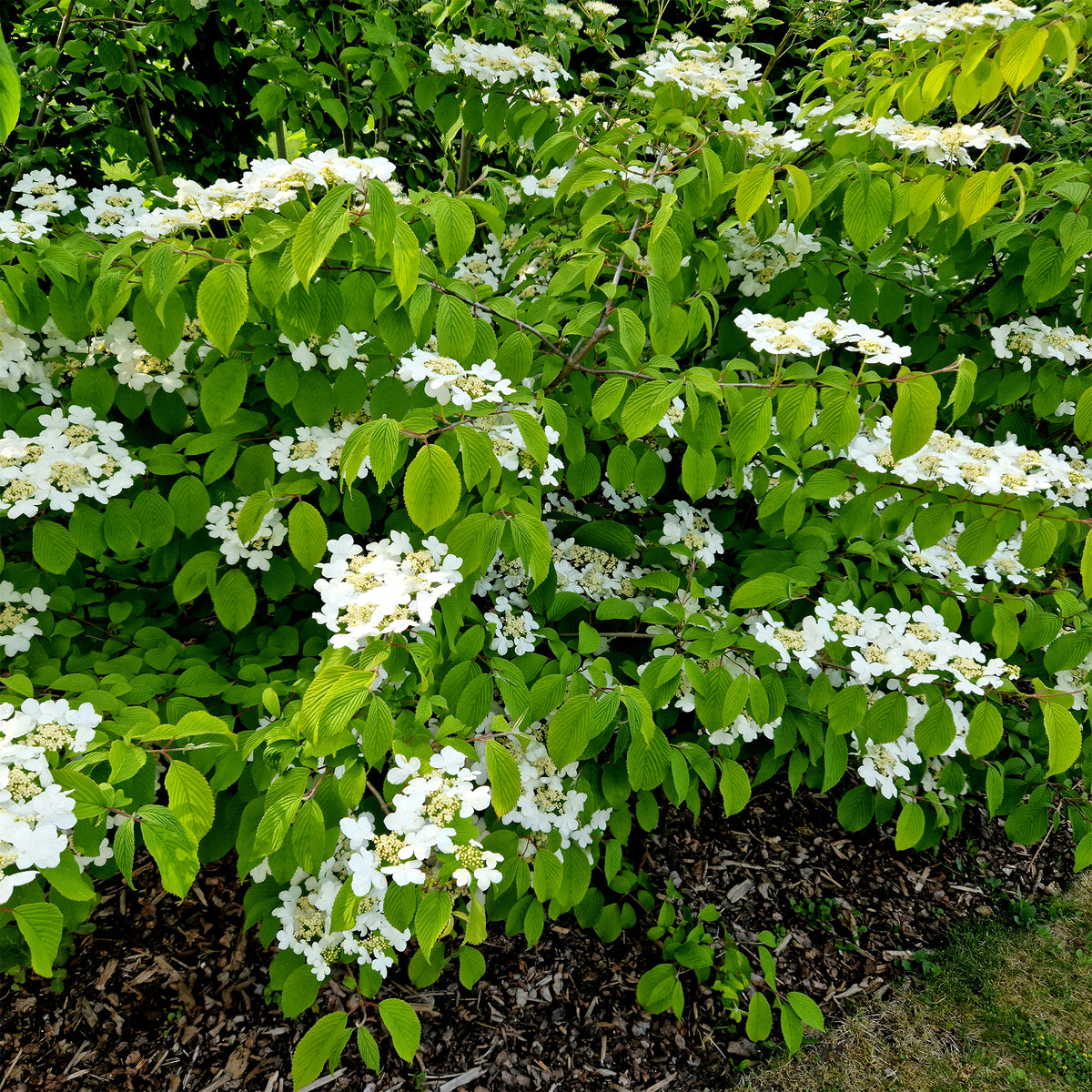 Viorne de Chine Watanabe - Viburnum plicatum Watanabe - Willemse
