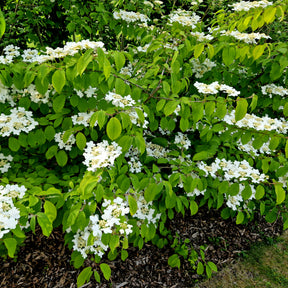 Viorne de Chine Watanabe - Viburnum plicatum Watanabe - Willemse