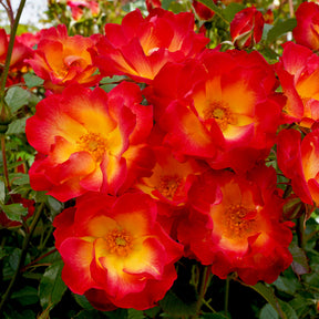 Rosier Summer of Love® - Willemse