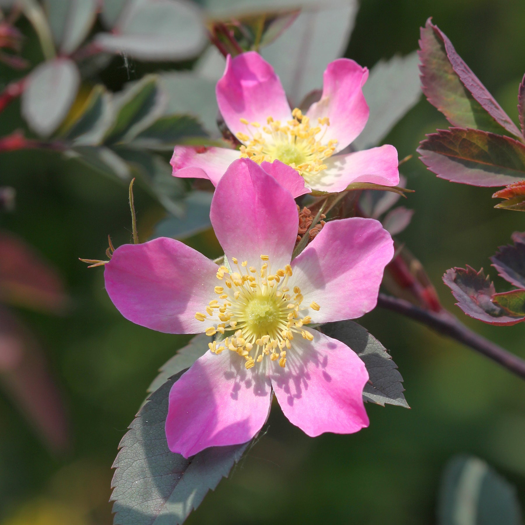 Rosiers à fleurs groupées polyantha - Rosier Glauca - Rosa glauca