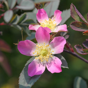 Rosiers à fleurs groupées polyantha - Rosier Glauca - Rosa glauca