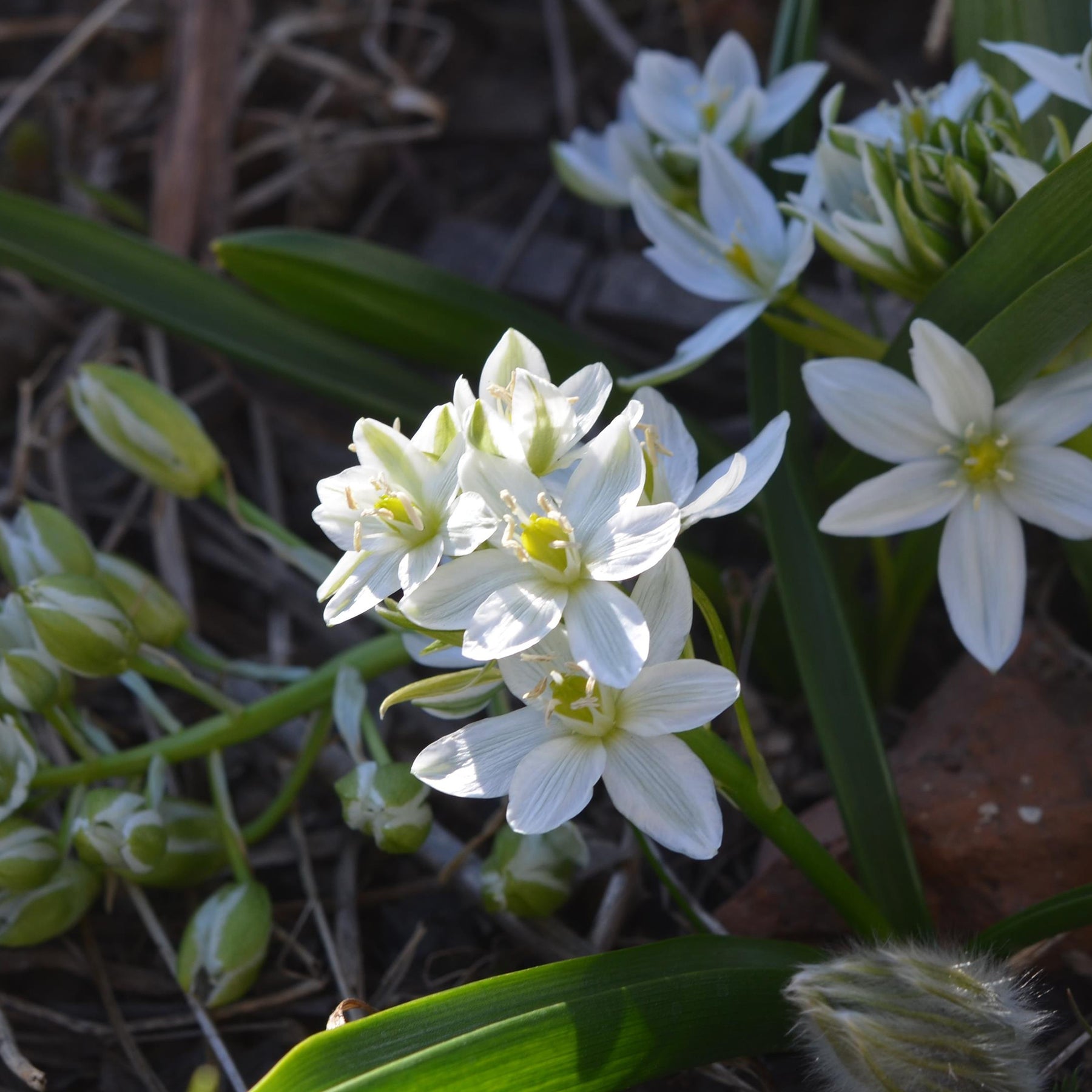 Ornithogale - 20 Ornithogales - Ornithogalum balansae