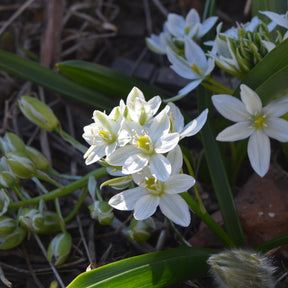 Ornithogale - 20 Ornithogales - Ornithogalum balansae