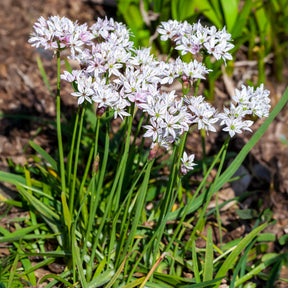 Allium cameleon - 25 Alliums Caméléon - Allium
