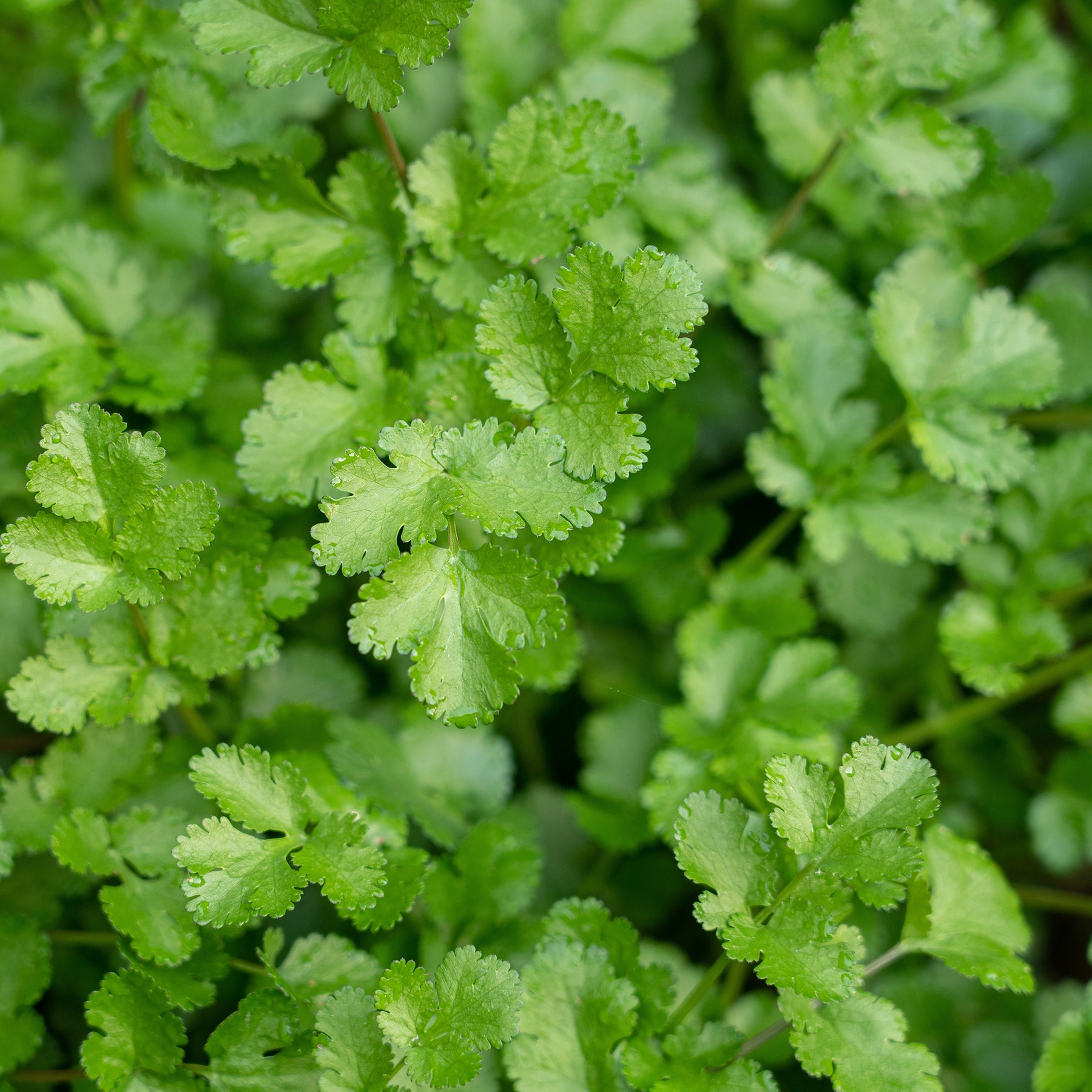 Graines d'aromatiques - Coriandre a graine fine lente à monter - Coriandrum sativum