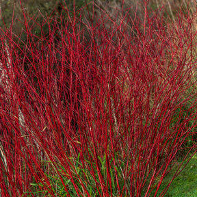 Cornus alba Sibirica - Cornouiller à bois rouge Sibirica - Cornouillers