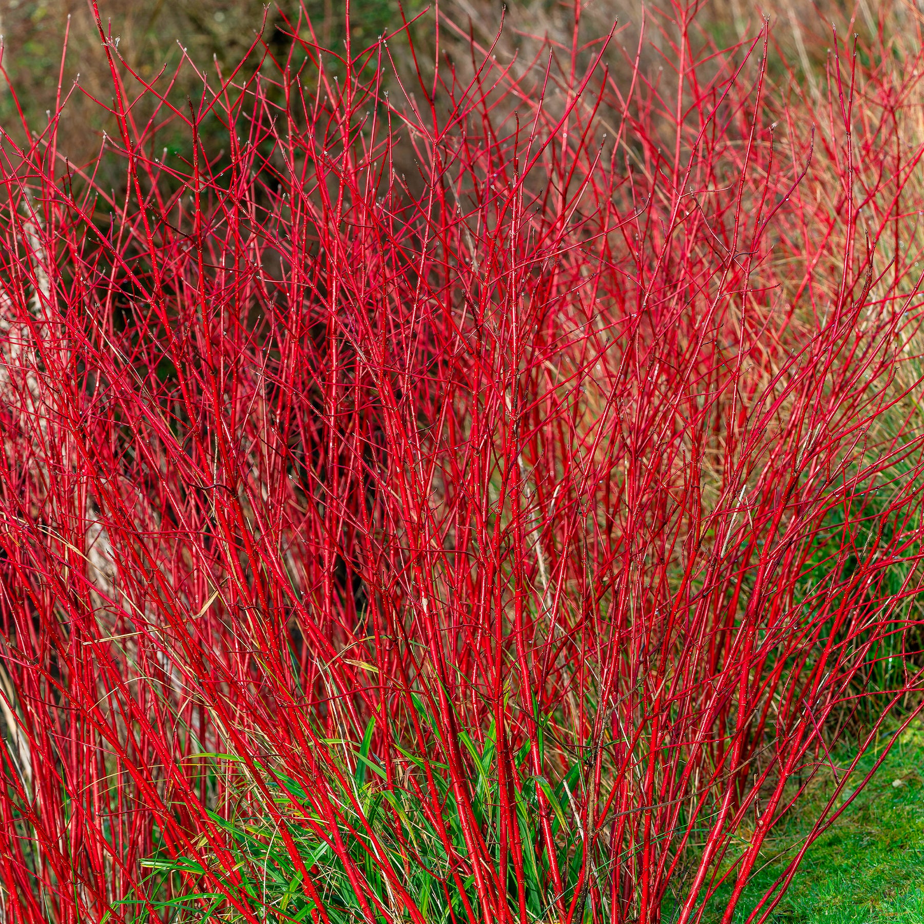 Cornouiller à bois rouge Sibirica