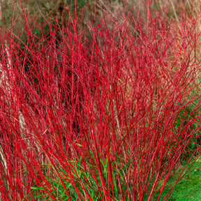Cornouiller à bois rouge Sibirica
