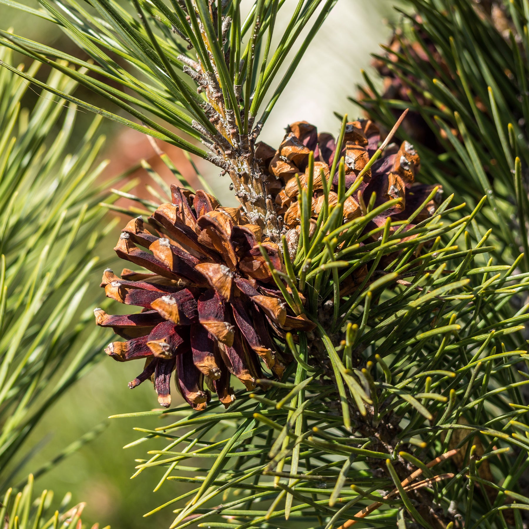 Pin sylvestre - Pinus sylvestris - Willemse