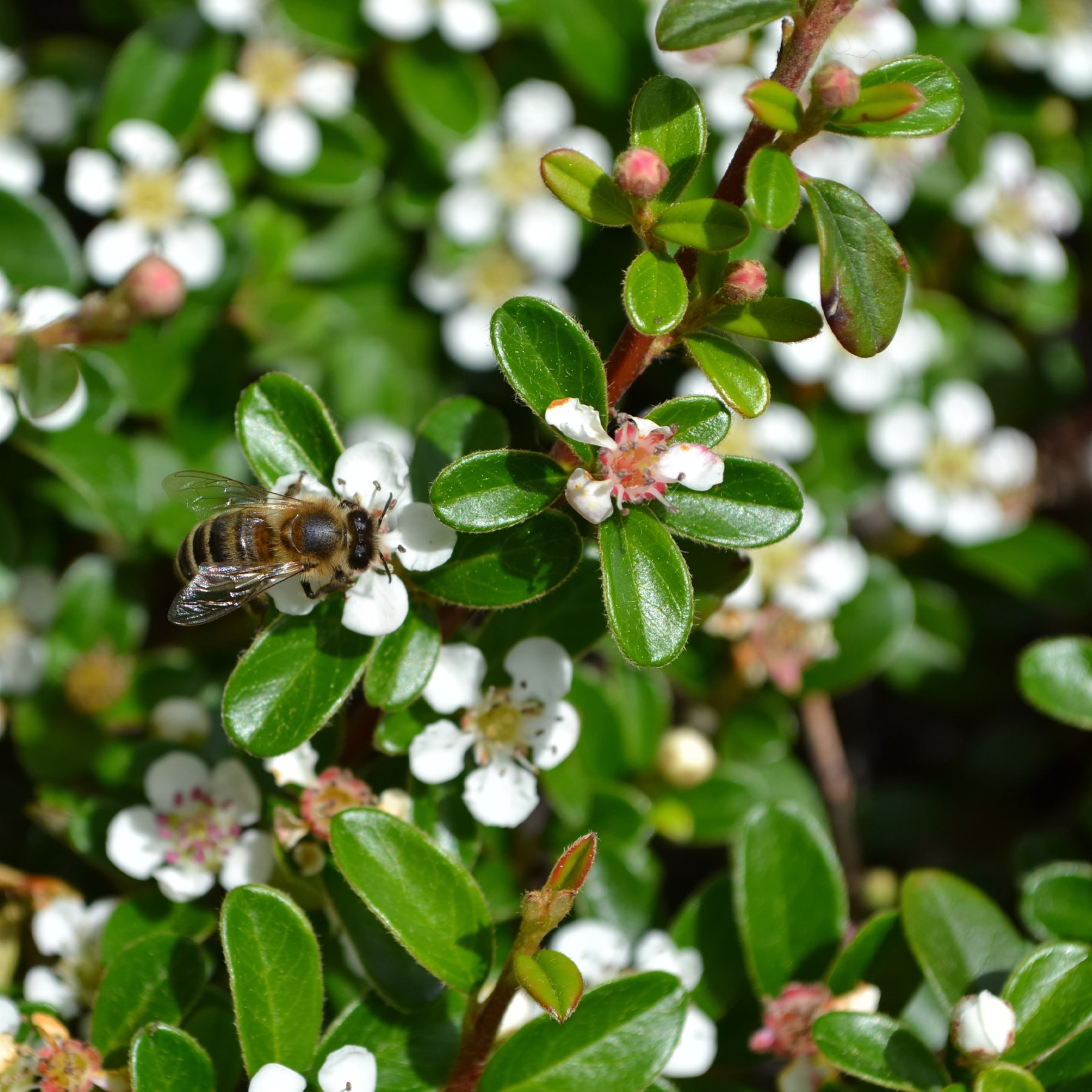 Vente Cotoneaster rampant - Cotoneaster horizontalis