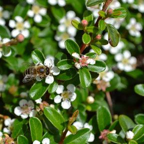 Vente Cotoneaster rampant - Cotoneaster horizontalis